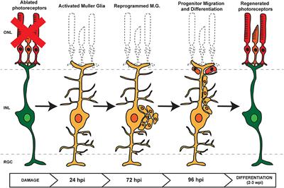 miRNAs and Müller Glia Reprogramming During Retina Regeneration